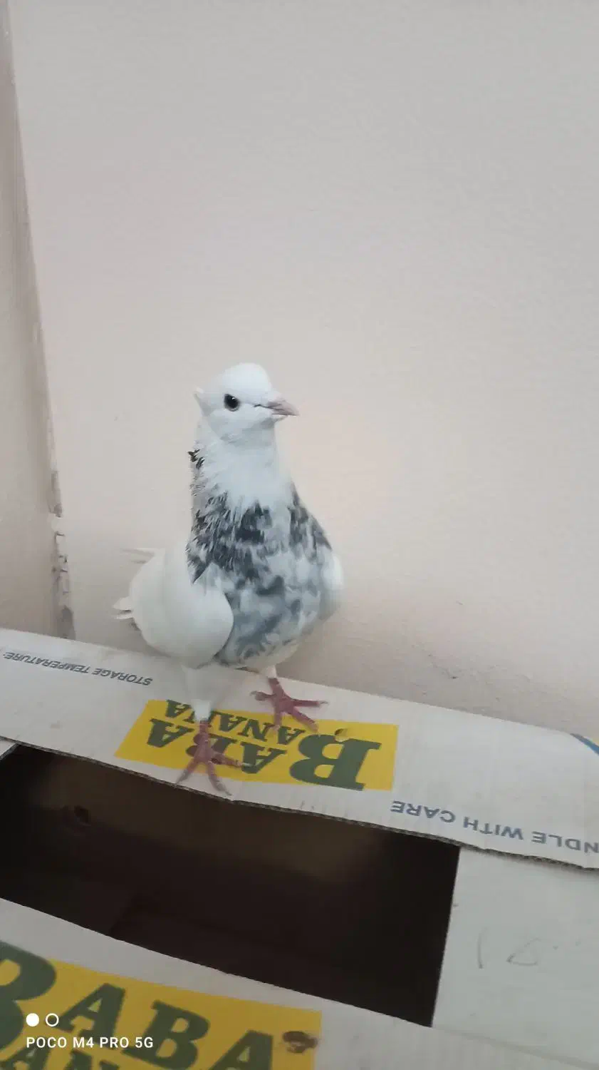 نر طوقی الماسی|پرنده|اصفهان, شهرک شهید منتظری|دیوار