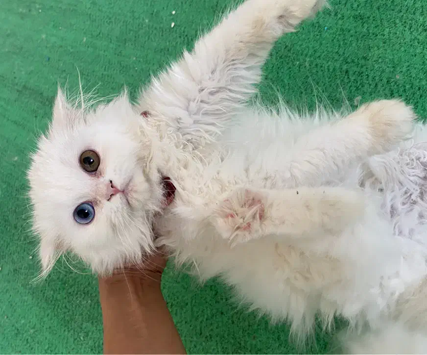 گربه|گربه|بجنورد, |دیوار