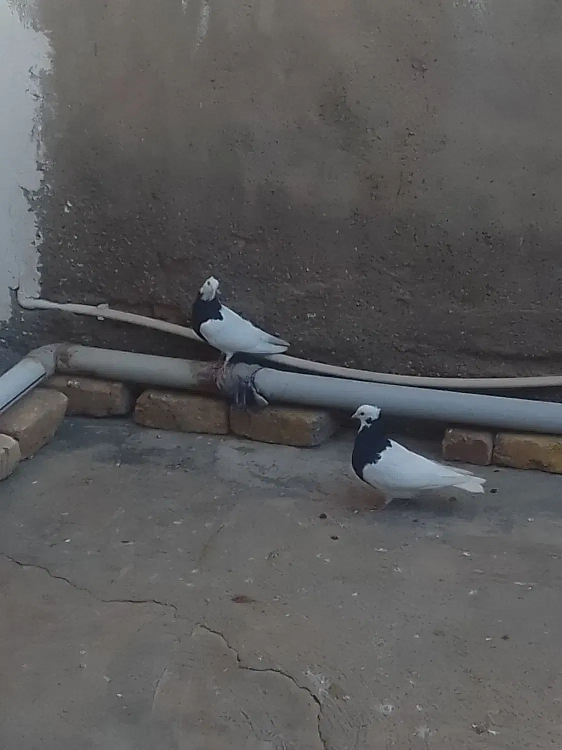 کبوتر طوقی|پرنده|شال, |دیوار