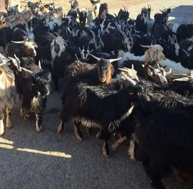 کهره|حیوانات مزرعه|جهرم, |دیوار