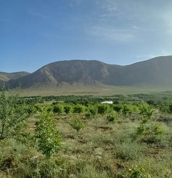 زمین کشاورزی جهت ساخت گلخانه|فروش زمین و ملک کلنگی|عسگران, |دیوار