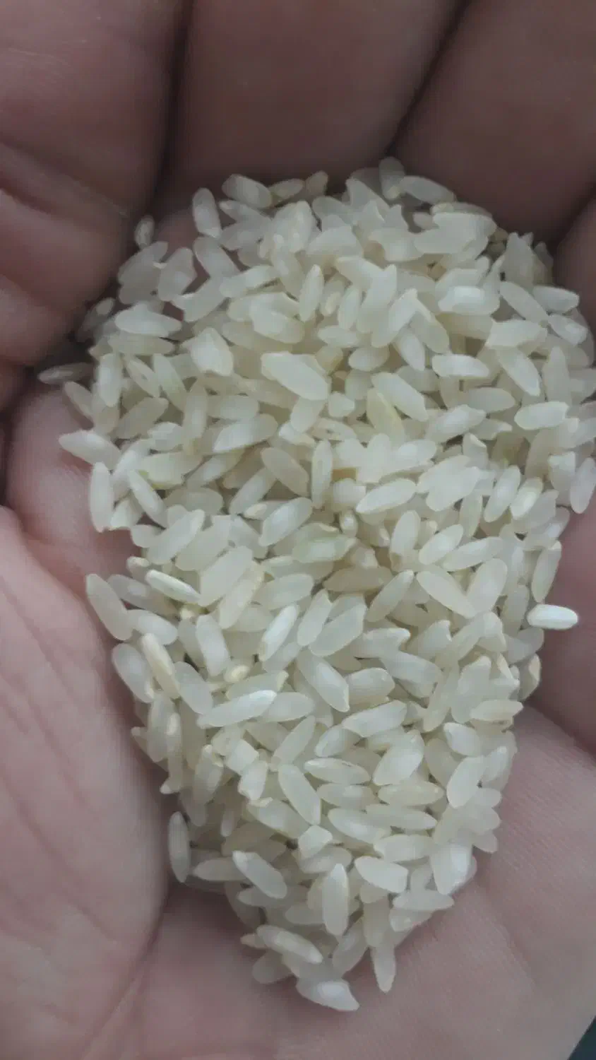 برنج چمپای اردل|عمدهفروشی|اردل, |دیوار