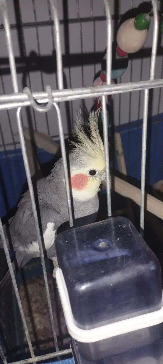 فروش عروس هلندی|پرنده|فردیس, انبار نفت|دیوار