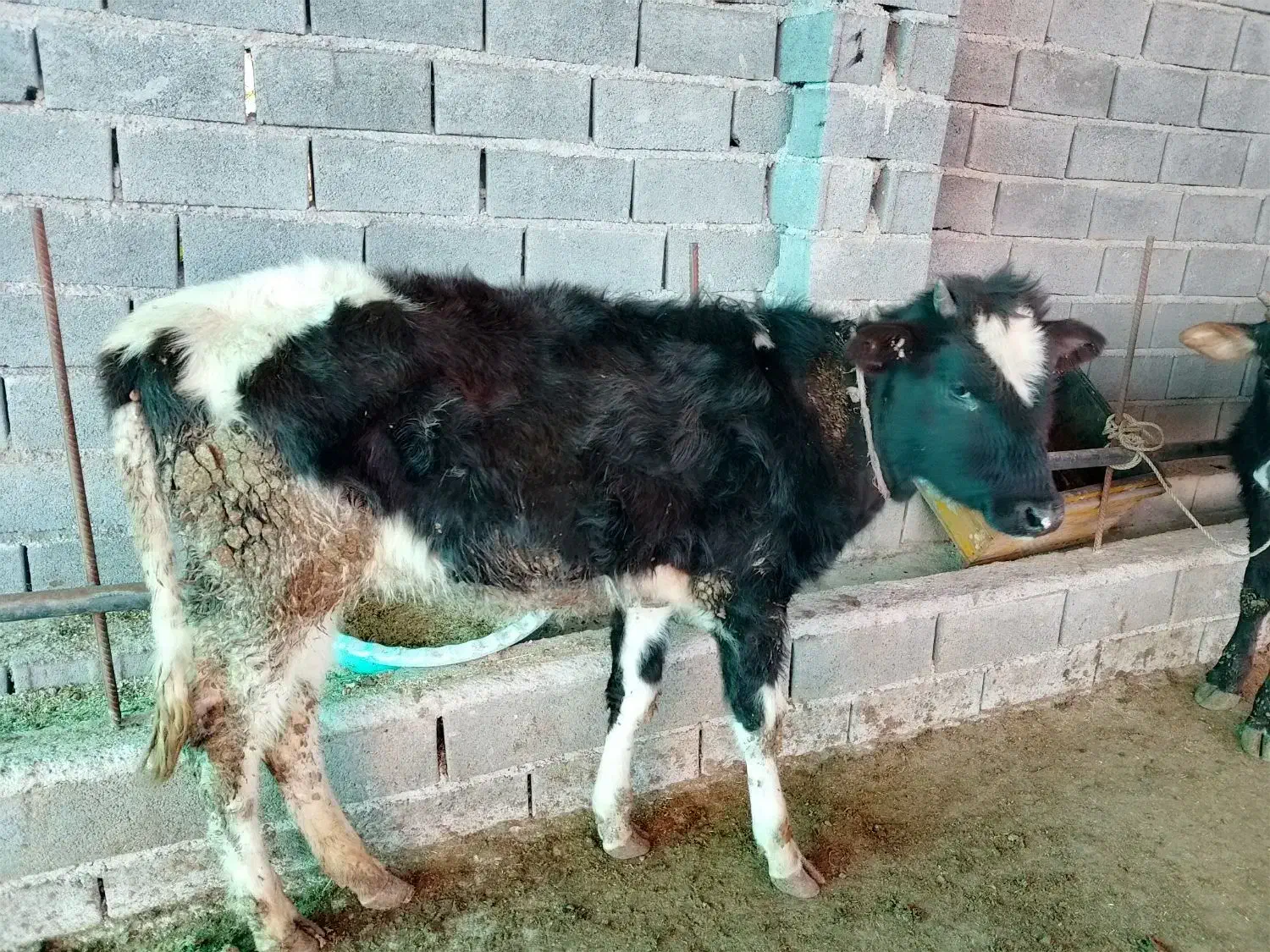 گوساله دورگ جنگلی|حیوانات مزرعه|مرزیکلا, |دیوار