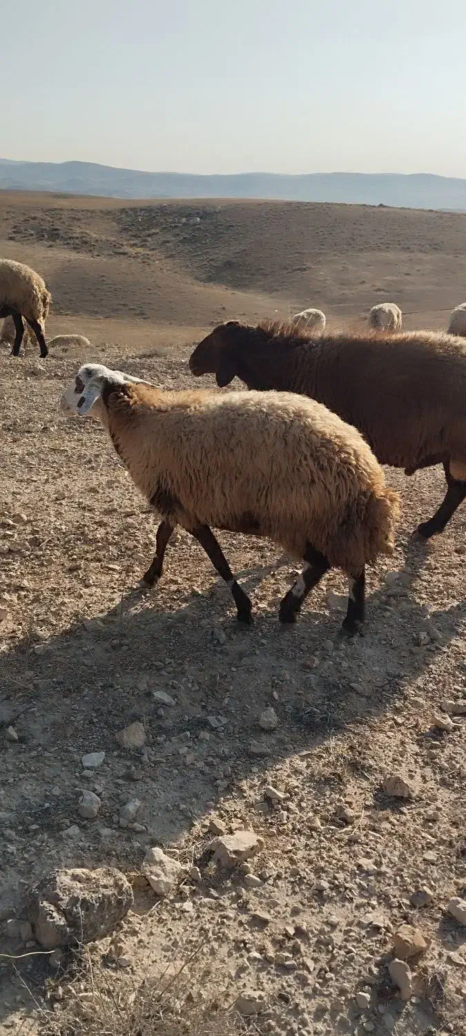 گوسفند گوشتی|حیوانات مزرعه|عنبران, |دیوار