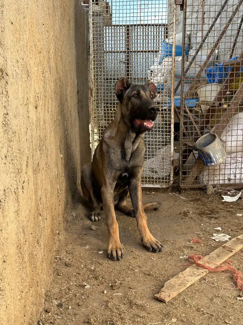 توله سرابی|سگ|قره چای, |دیوار