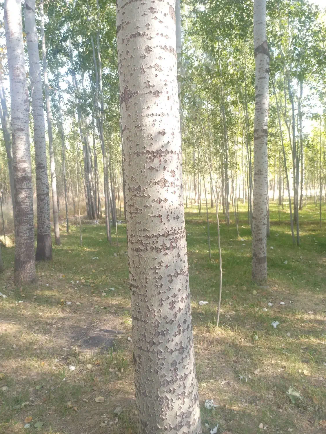 خریدار انواع چوب|خدمات باغبانی و درختکاری|شهرکرد, |دیوار