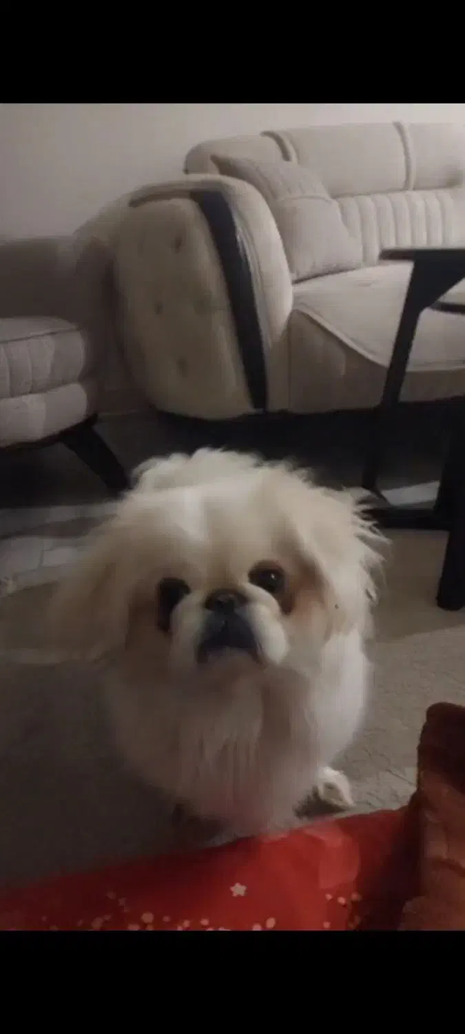 سگ پکینز|سگ|تهران, نجات اللهی|دیوار