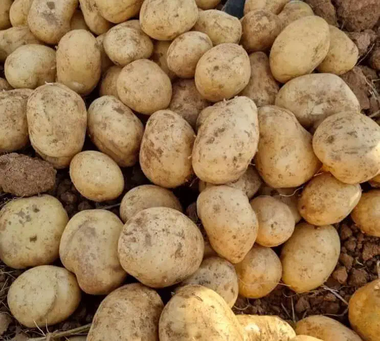 فروش سیب زمینی تناژ بالا با بهترین کیفیت|عمده‌فروشی|شیراز, تلخ داش|دیوار