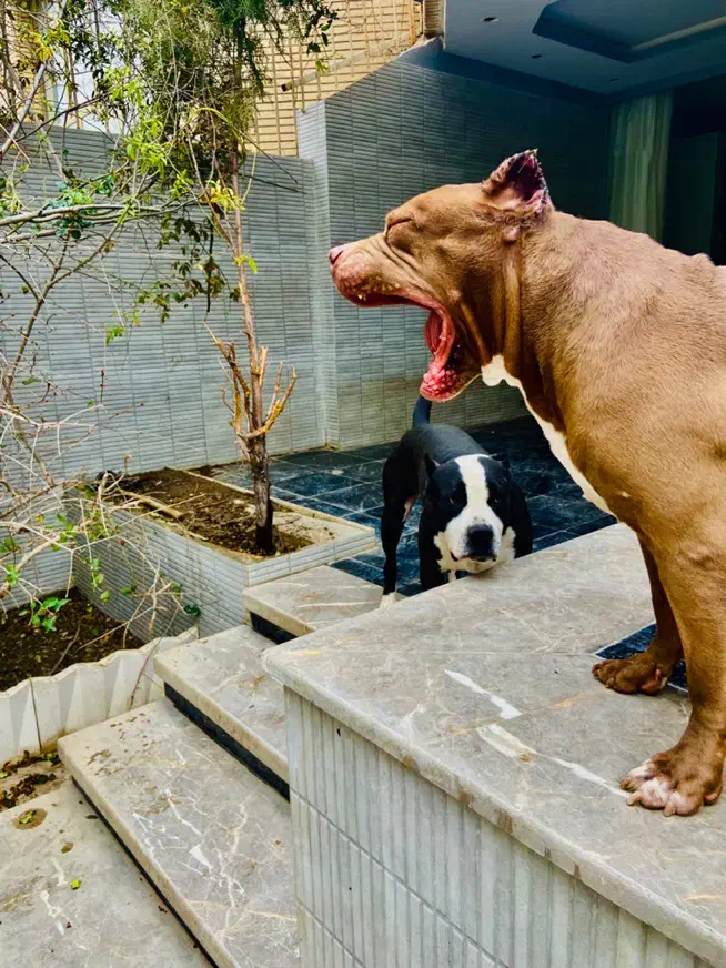 واگذاری پیتبول گارد|سگ|اصفهان, سپاهان‌شهر|دیوار