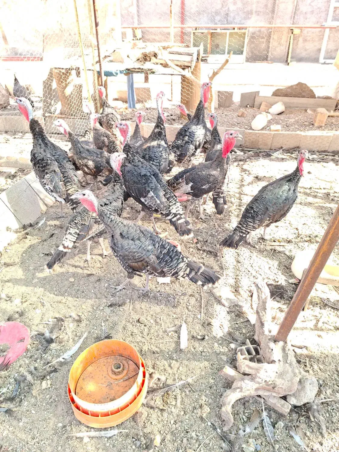 رفسنجان|حیوانات مزرعه|رفسنجان, |دیوار