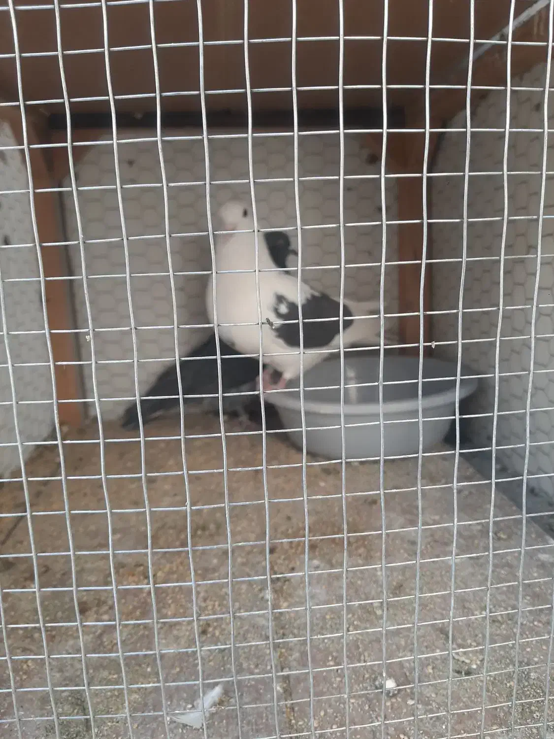 کفتر باخت رفته|حیوانات|ملایر, |دیوار