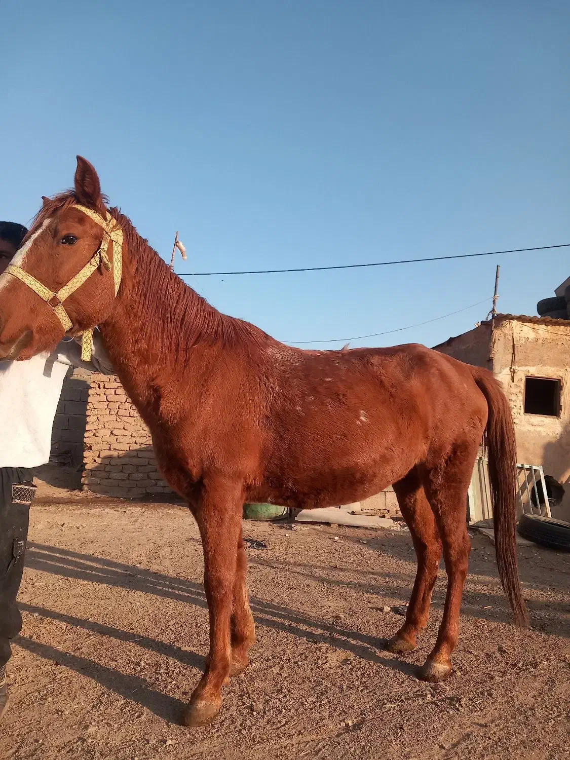 فروش اسب مادیان یورقه آبستن|اسب و تجهیزات اسبسواری|تربت جام, جامرود|دیوار