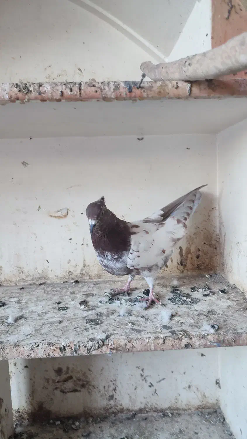 کبوتر کله‌دار3عدد|پرنده|سنندج, |دیوار