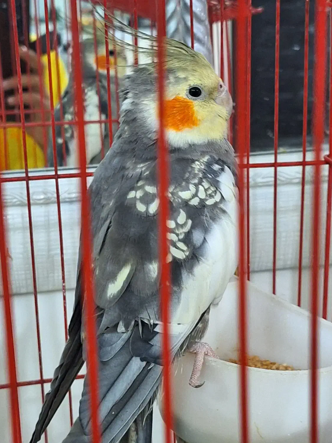 فروش یک جفت عروس هلندی|پرنده|دورود, |دیوار