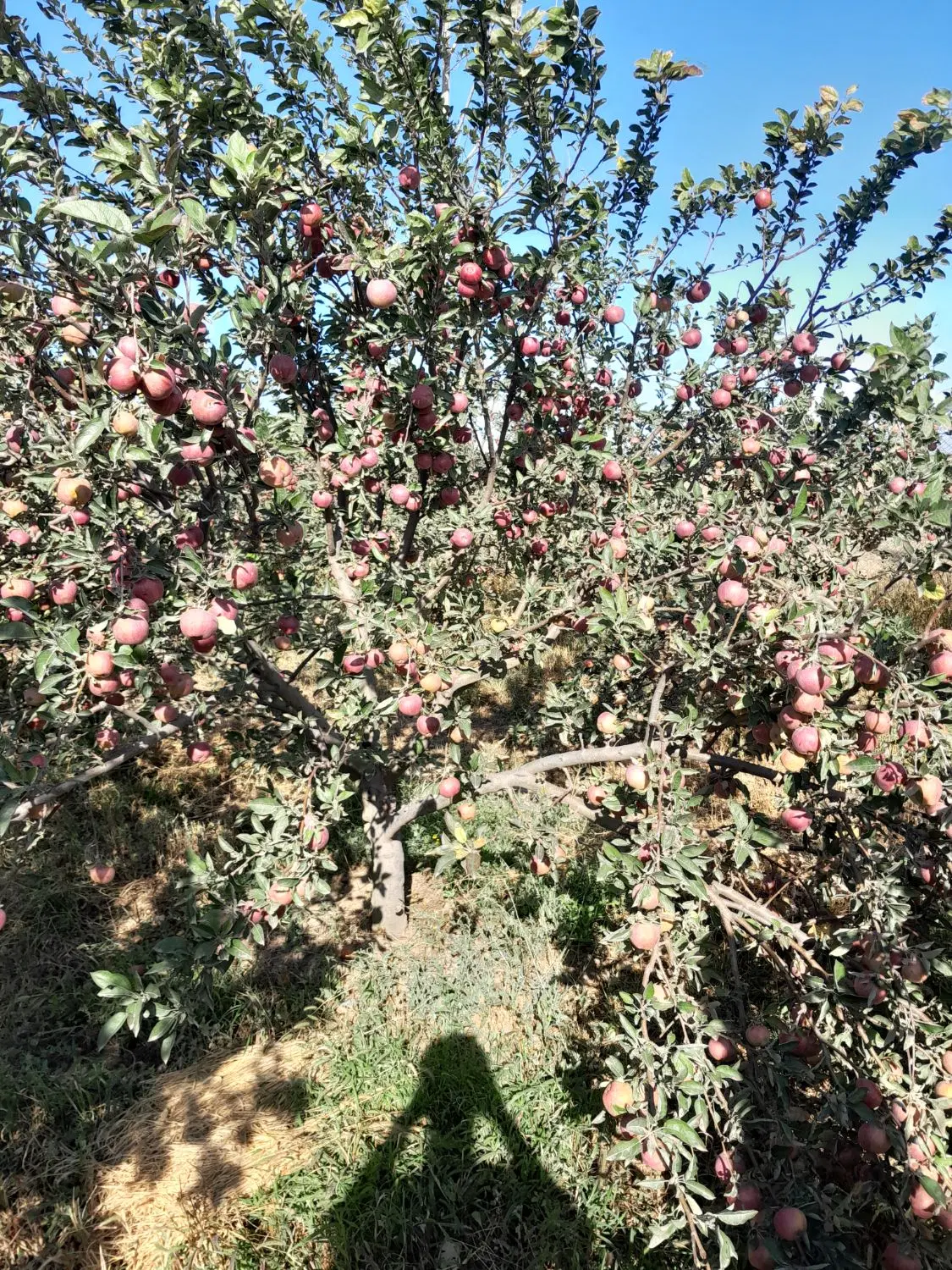 سیب|خوردنی و آشامیدنی|نمین, |دیوار