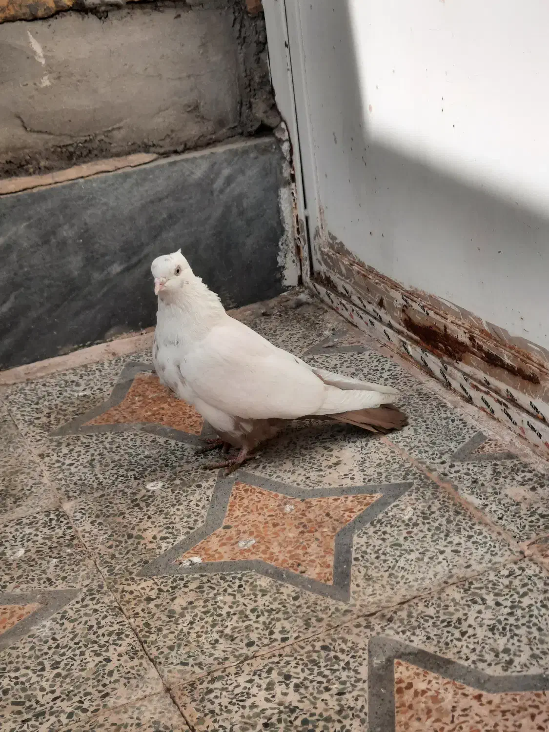 کبوتر دمبی|پرنده|مرودشت, مختارآباد|دیوار