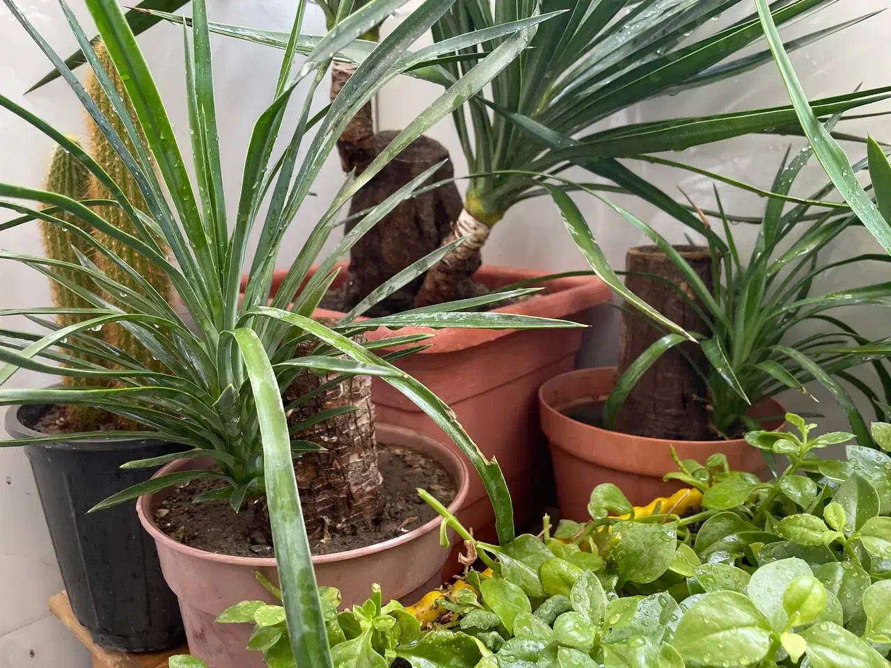 گل و گیاه فروش کلی با قیمت پیشنهادی خودتون|گل و گیاه طبیعی|مشهد, توس (بلوار توس)|دیوار