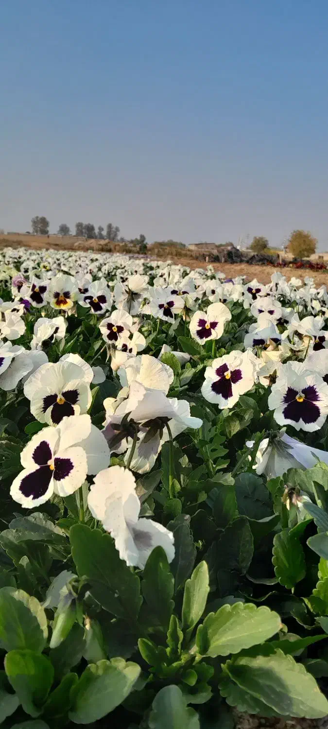 فروش عمده گل های فصلی ( بنفشه/ همیشه بهار/ قلم فور|خدمات باغبانی و درختکاری|پاکدشت, پاکدشت (مامازند)|دیوار