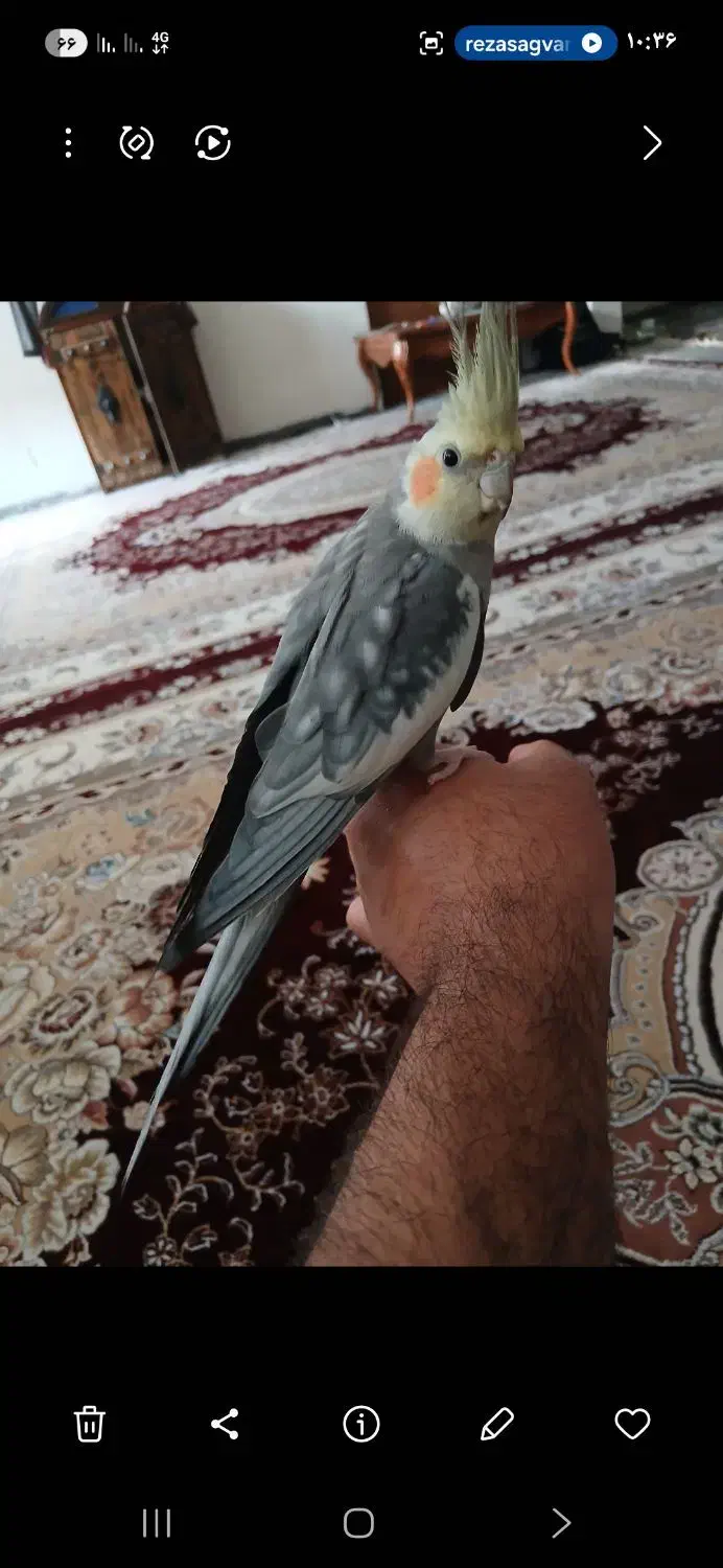 جفت عروس پاریس مولد|پرنده|کوهدشت, |دیوار