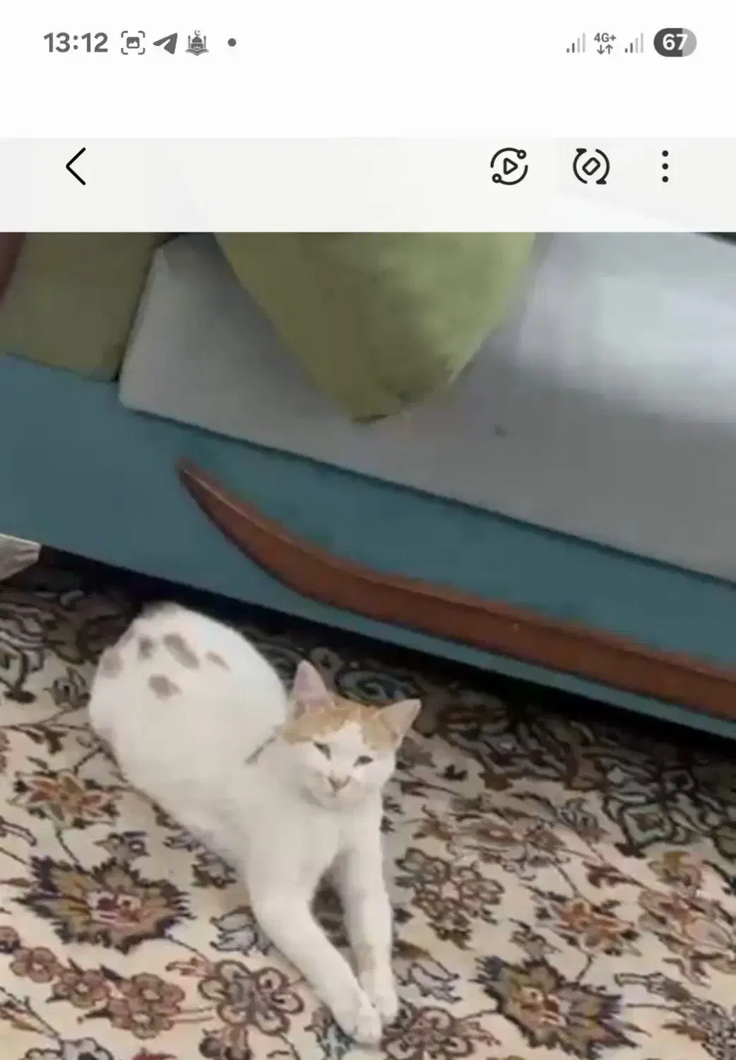 واگذاری گربه|گربه|شیراز, صنایع الکترونیک|دیوار