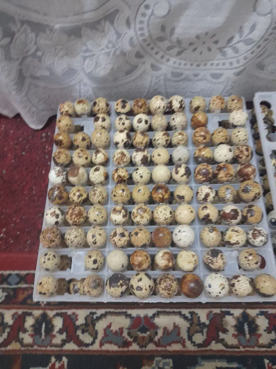 تخم بلدرچین  خوراکی|حیوانات مزرعه|یزد, |دیوار