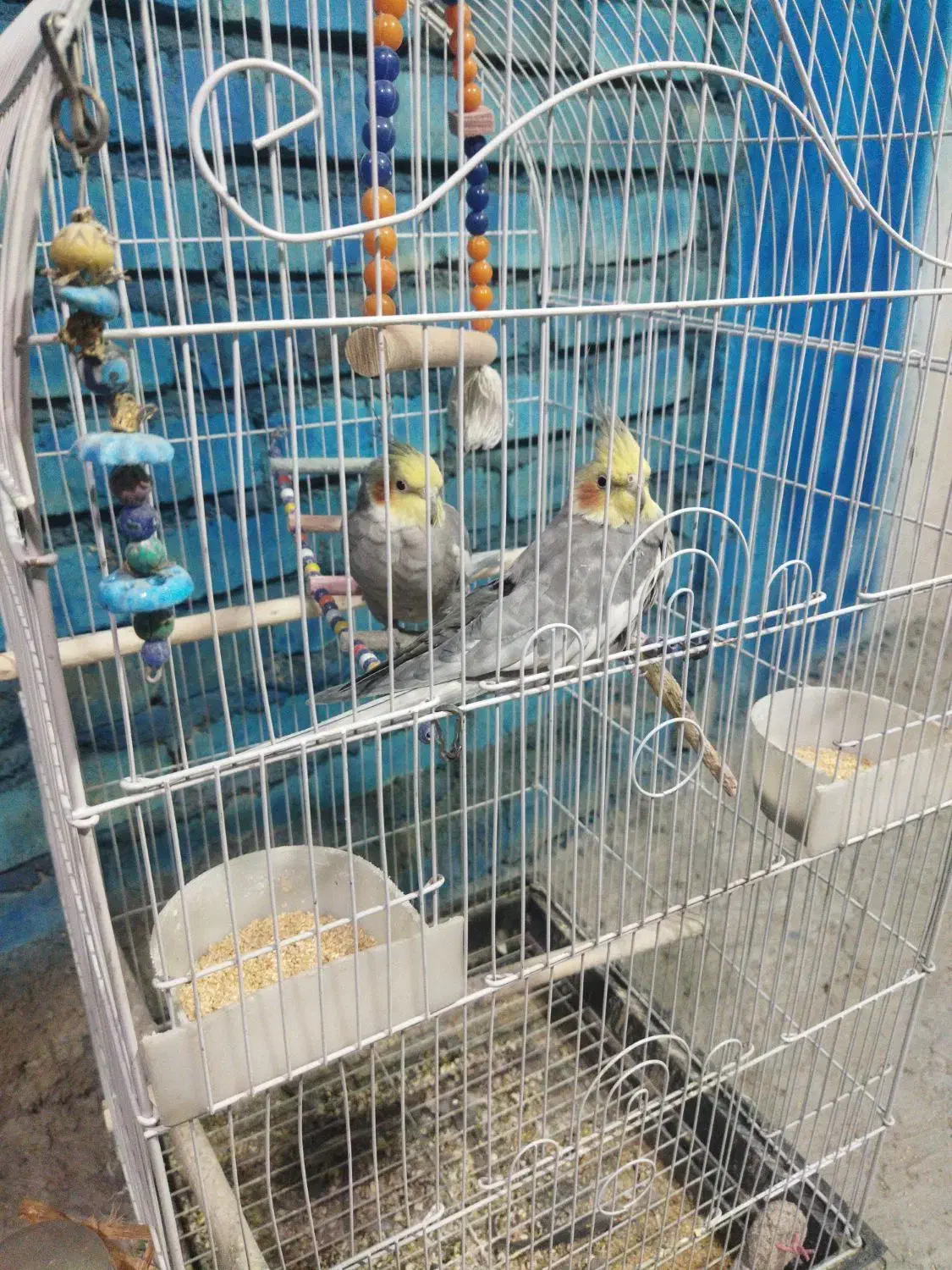 عروس هلندی|پرنده|قنوات, |دیوار