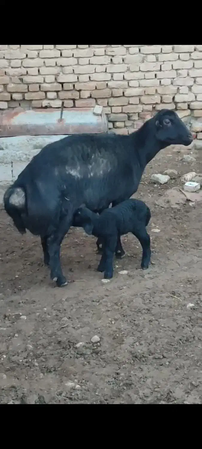 2 عدد شیشک بی گوش عشقی وزن بالا ،ابستن|حیوانات مزرعه|آشخانه, |دیوار