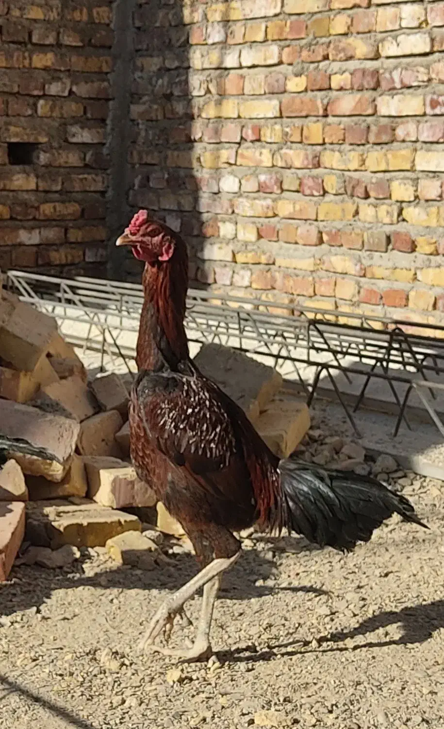 خروس لاری جوان اصل|حیوانات مزرعه|سراوان, |دیوار