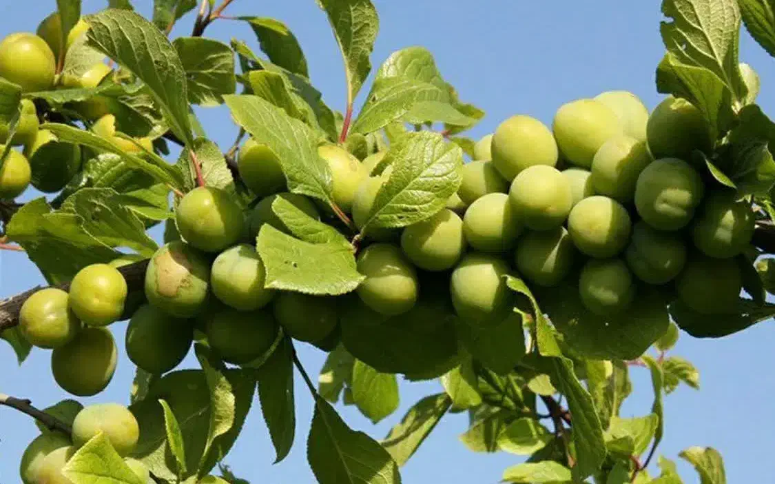 فروش نهال گوجه سبز شهریار|خدمات باغبانی و درختکاری|چوار, |دیوار