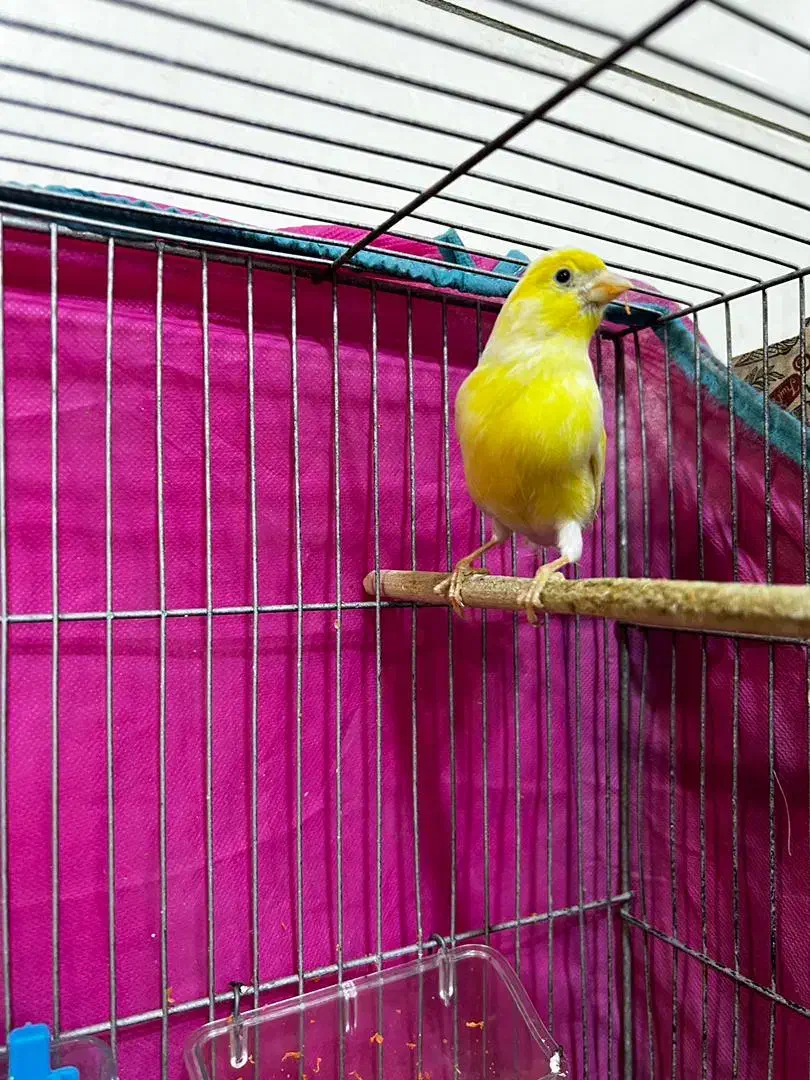 جفت مزایکی|پرنده|یزد, |دیوار