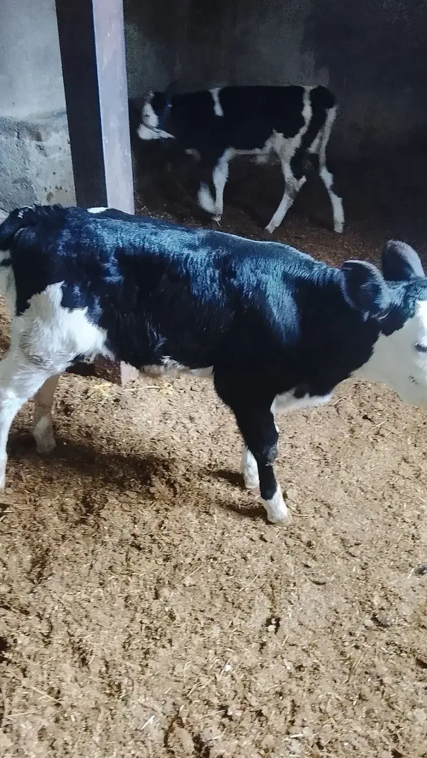 فروش گوساله شیری|حیوانات مزرعه|سیلاخور, |دیوار