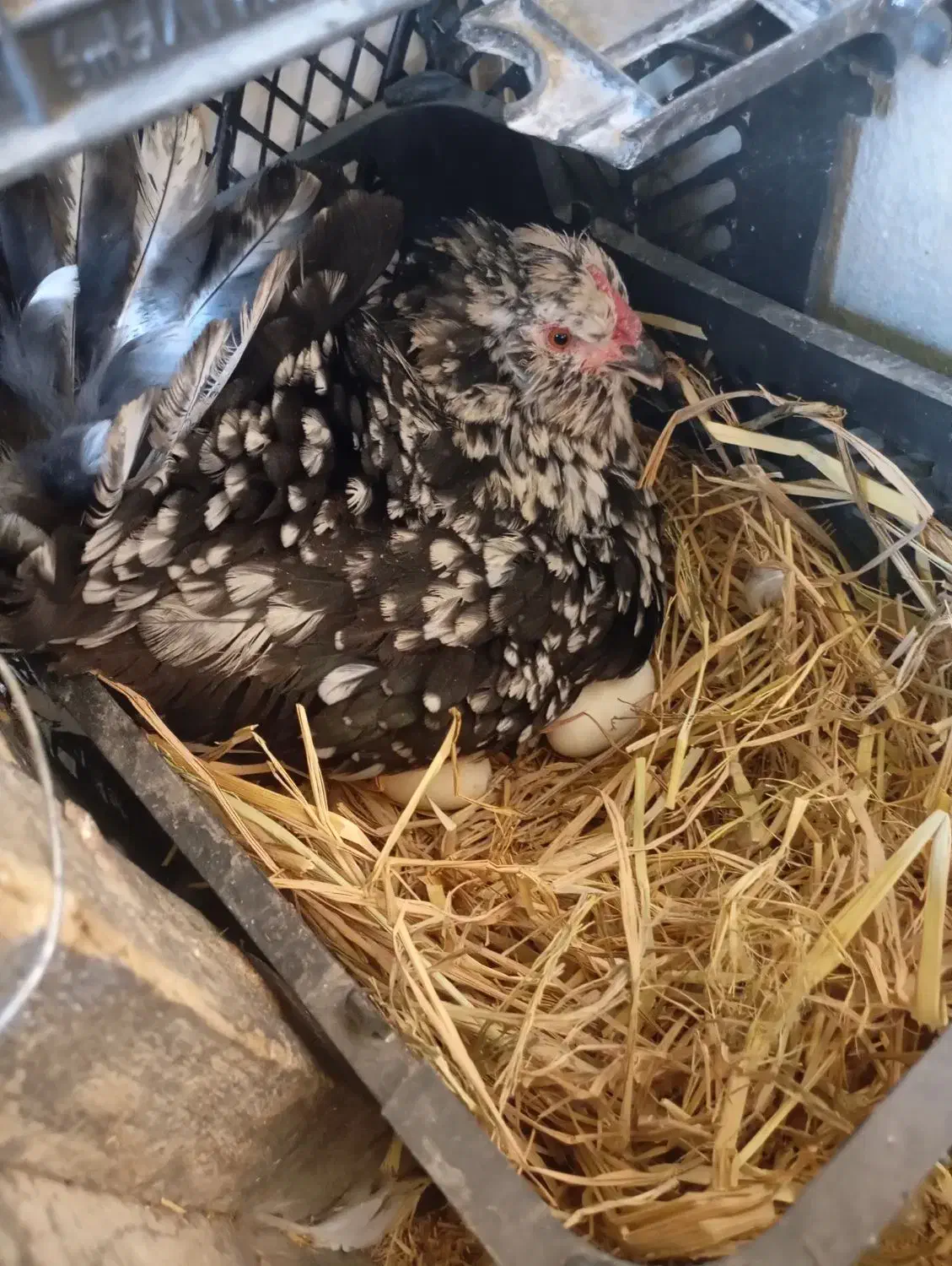 فروش تخم مرغ گلین خالص و فول کیفیت|حیوانات مزرعه|کازرون, |دیوار