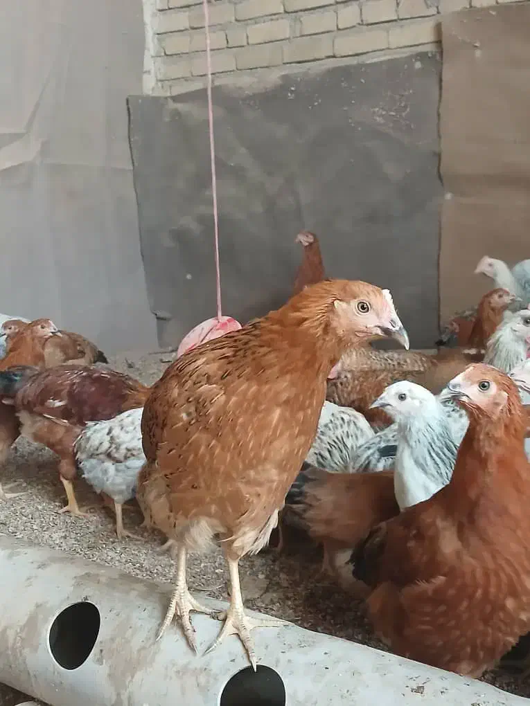 مرغ|حیوانات مزرعه|تاکستان, |دیوار