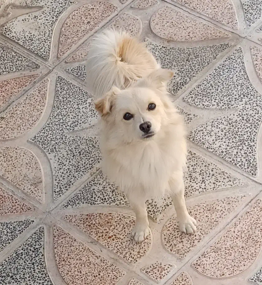 واگذاری دو عدد سگ پامر|سگ|یاسوج, |دیوار