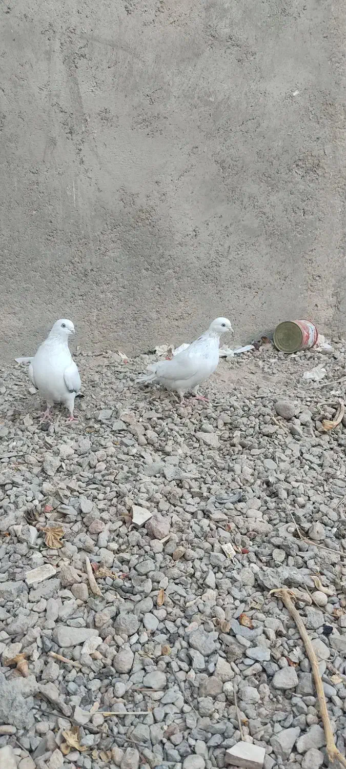 پرنده|پرنده|خاش, |دیوار