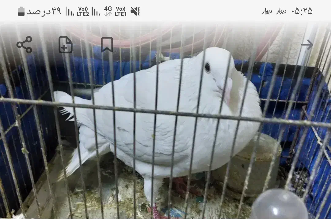 گمشده|حیوانات|مشهد, امام خمینی|دیوار