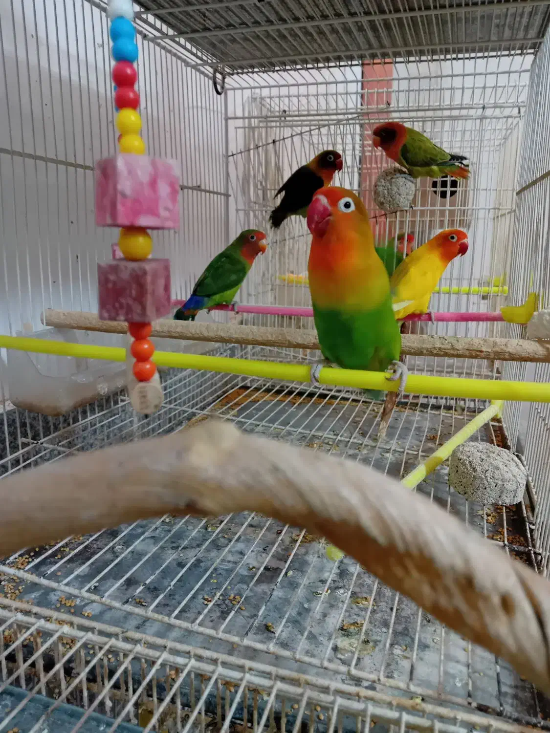 عروس هلندی|پرنده|گلبهار, شهر جدید گلبهار|دیوار