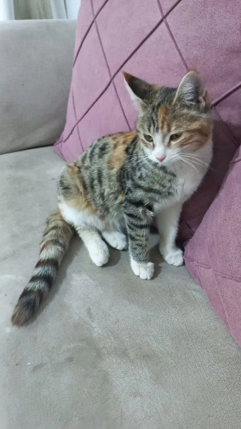 گربه خاکستری طوسی|گربه|اسفراین, |دیوار