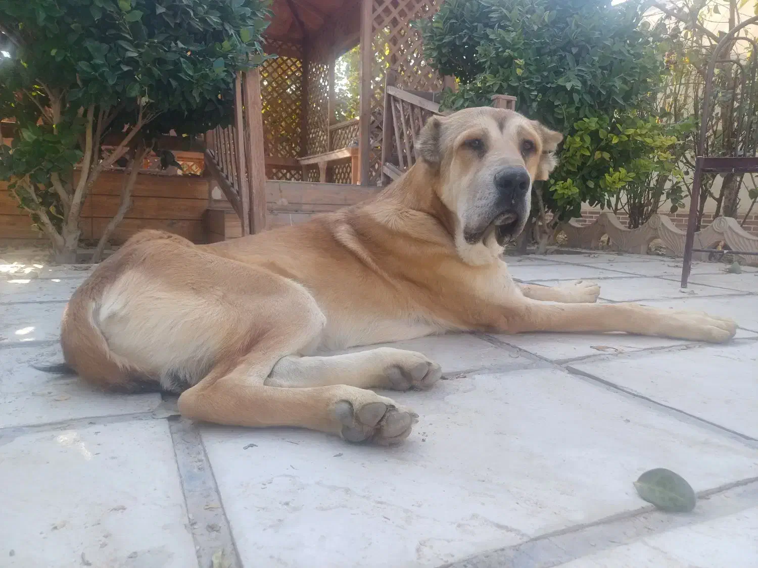 سگ سراب کانگال خالص|سگ|شاهدشهر, |دیوار