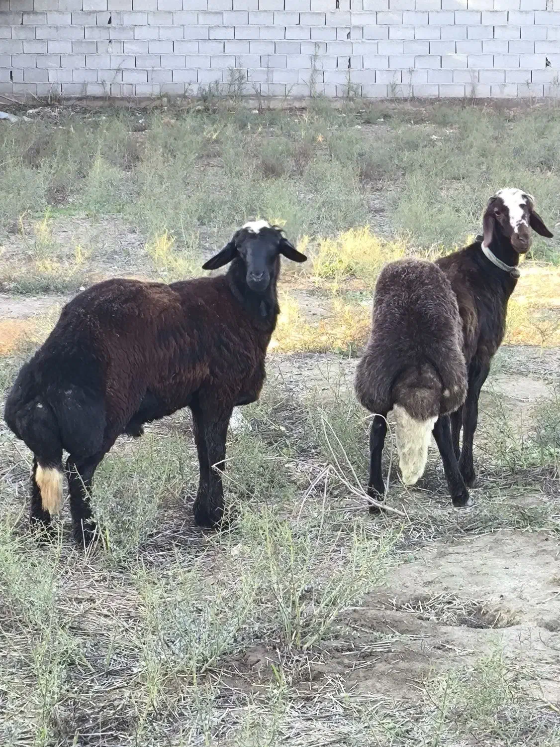 دو عدد بره قوچ ارجینال جنس اخرت|حیوانات مزرعه|سیمین شهر, |دیوار