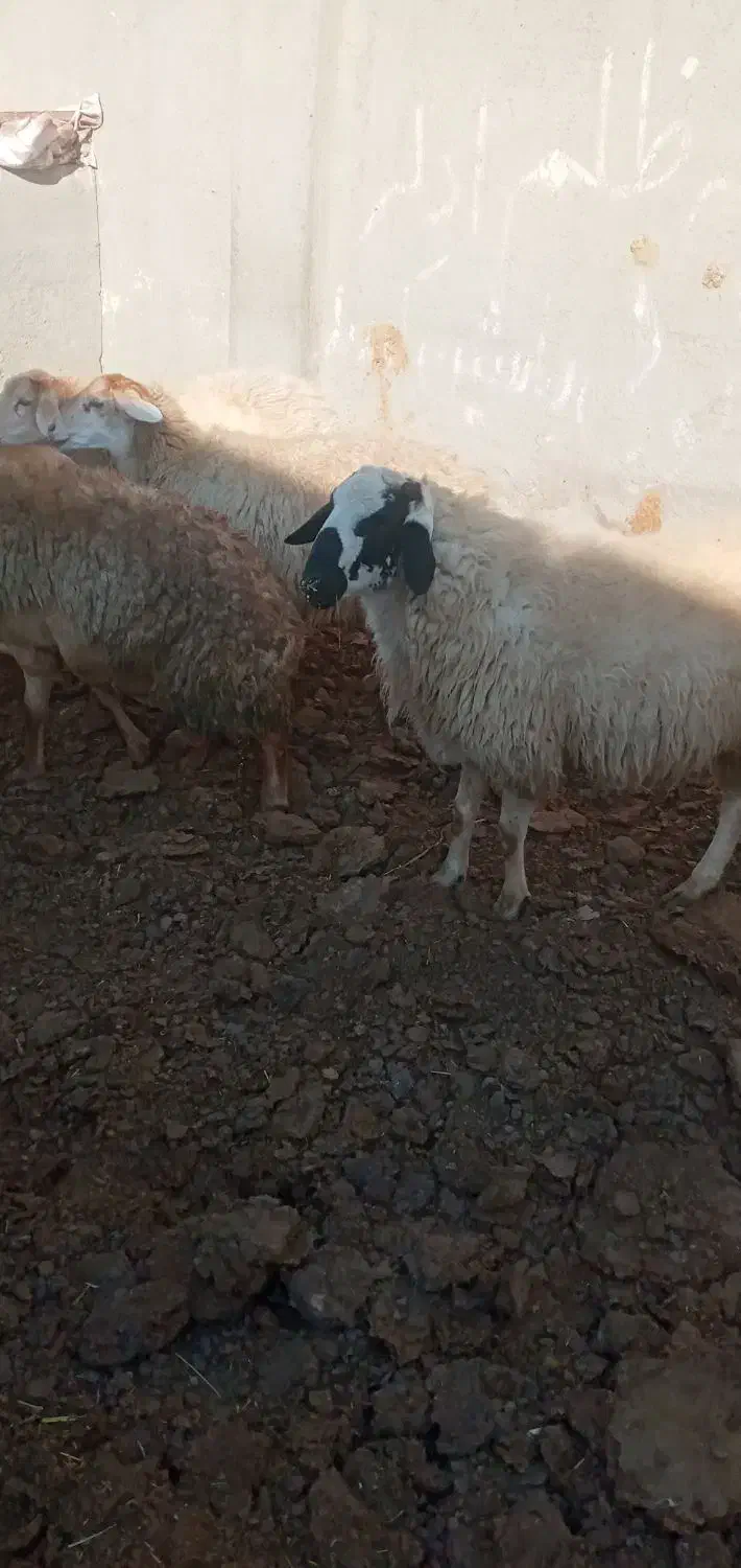 ۵عدد گوسفند دامازدیخ|حیوانات مزرعه|ارشق, |دیوار