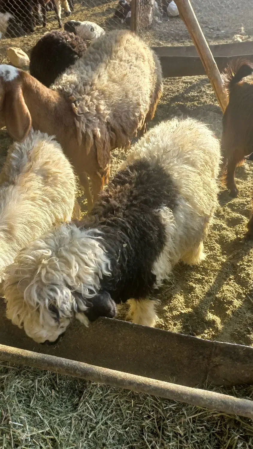 فروش کهره،بز،بره|حیوانات مزرعه|شیراز, میانرود|دیوار