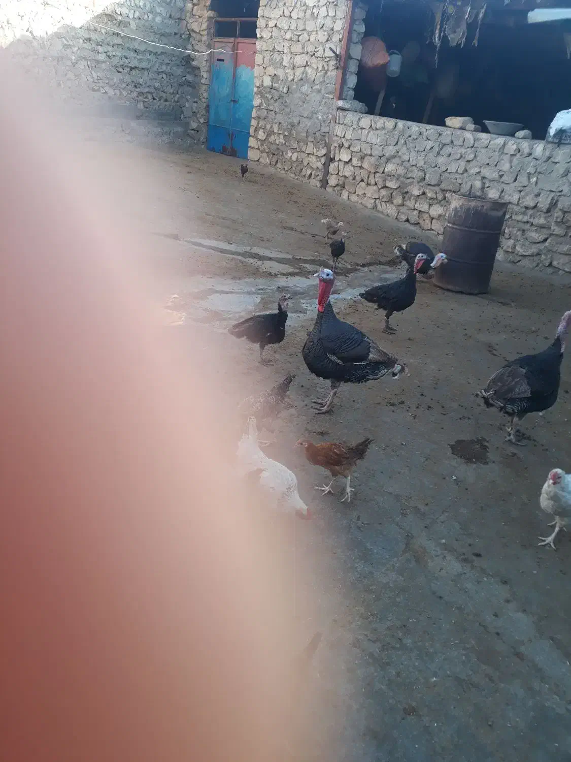 بوقلمون|پرنده|کوهدشت, |دیوار