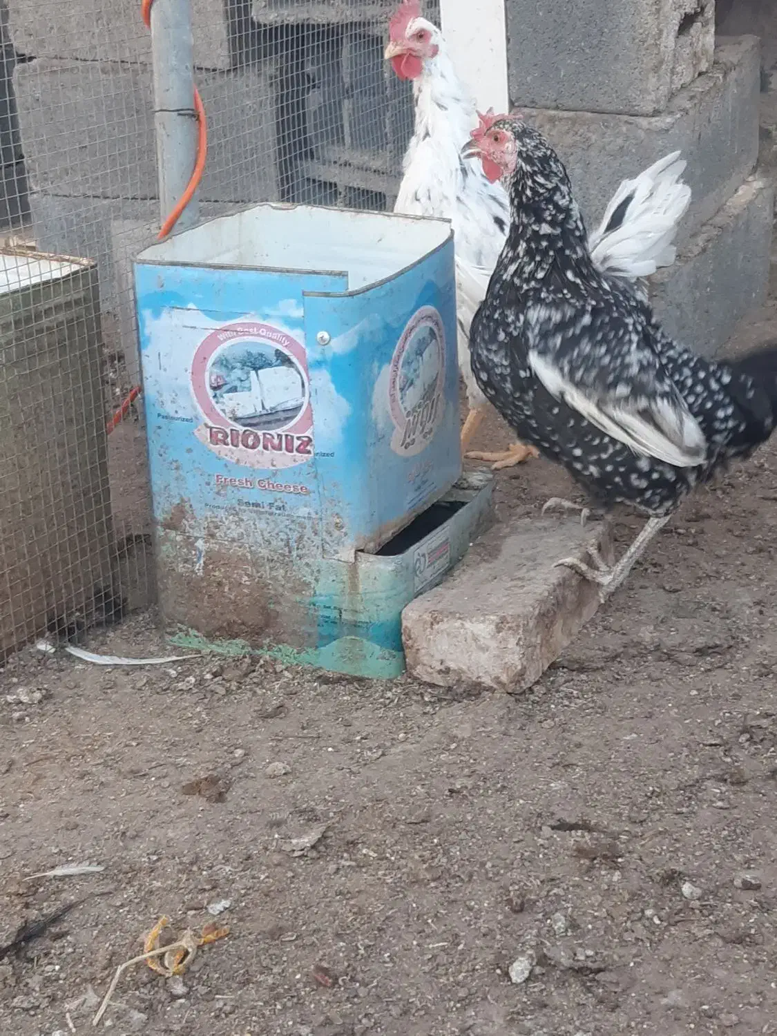 مرغ گلین|حیوانات مزرعه|اصفهان, ارغوانیه|دیوار