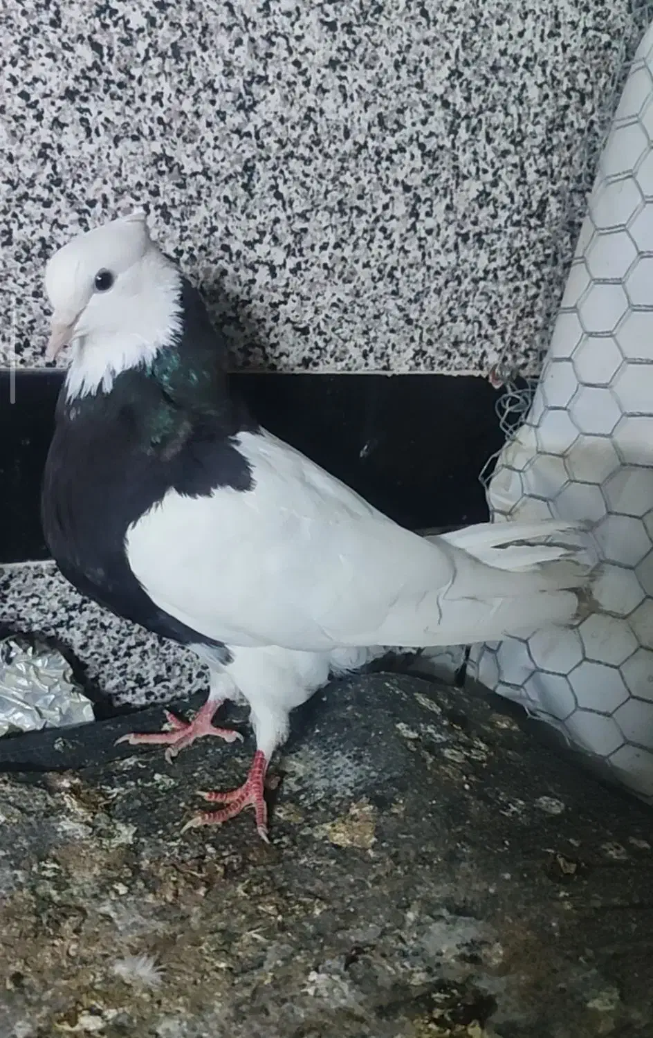 طوقی|پرنده|سرپل ذهاب, |دیوار