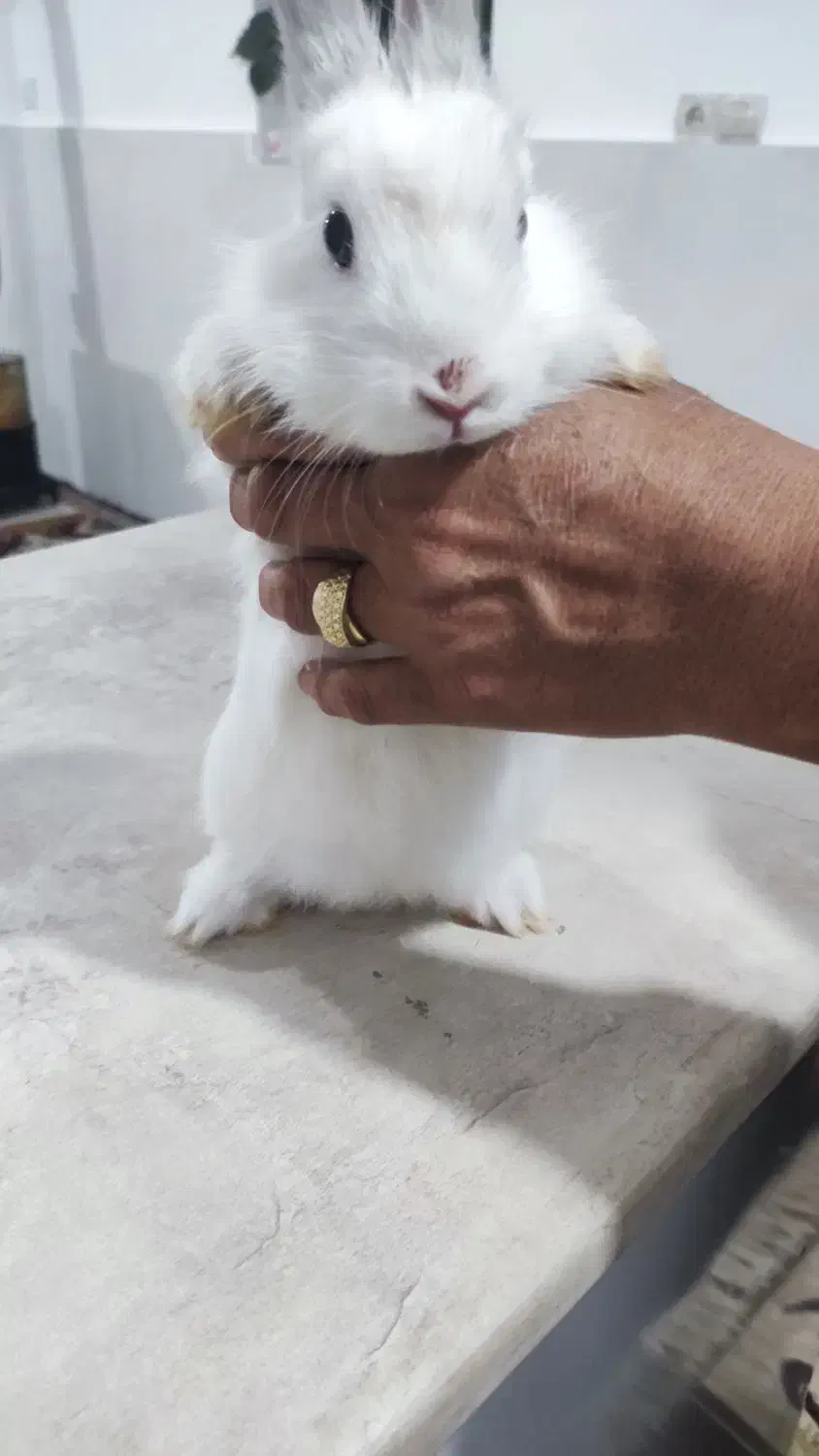 خرگوش|موش و خرگوش|ارومیه, |دیوار