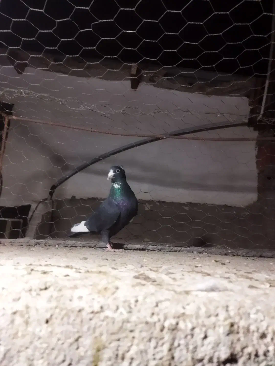 نر پلنگ|پرنده|کرمان, |دیوار