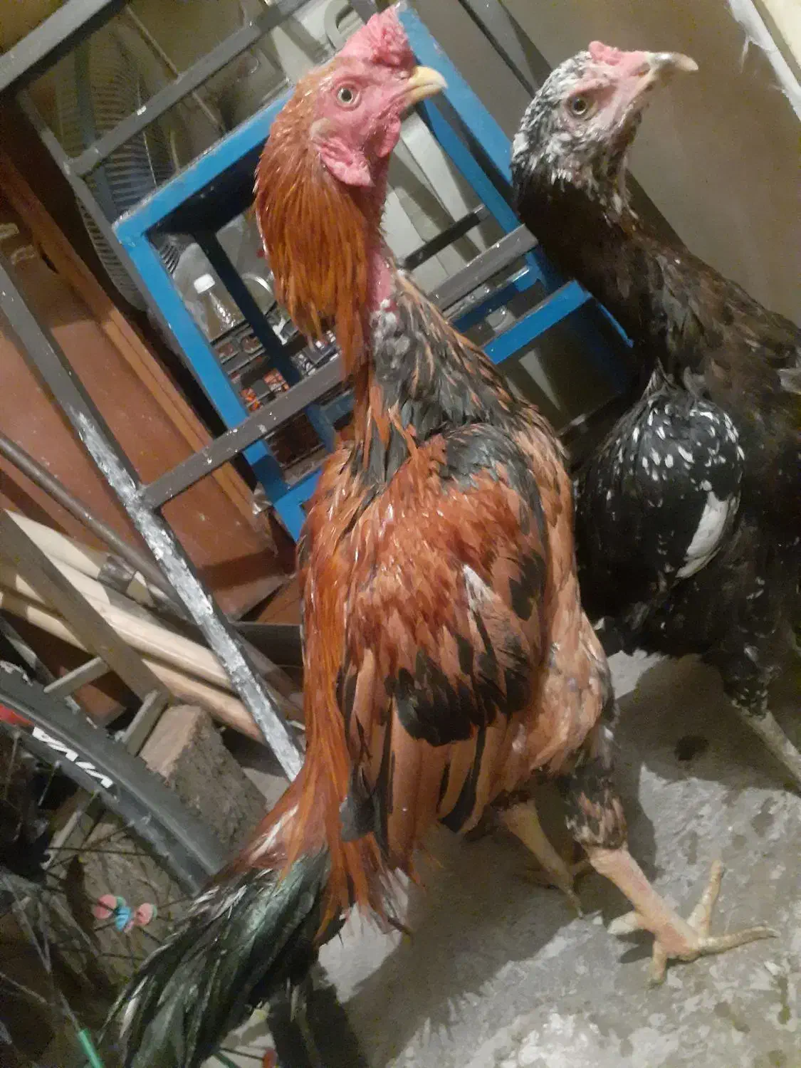 یک جفت مرغ خروس لاری|حیوانات مزرعه|اقبالیه, |دیوار