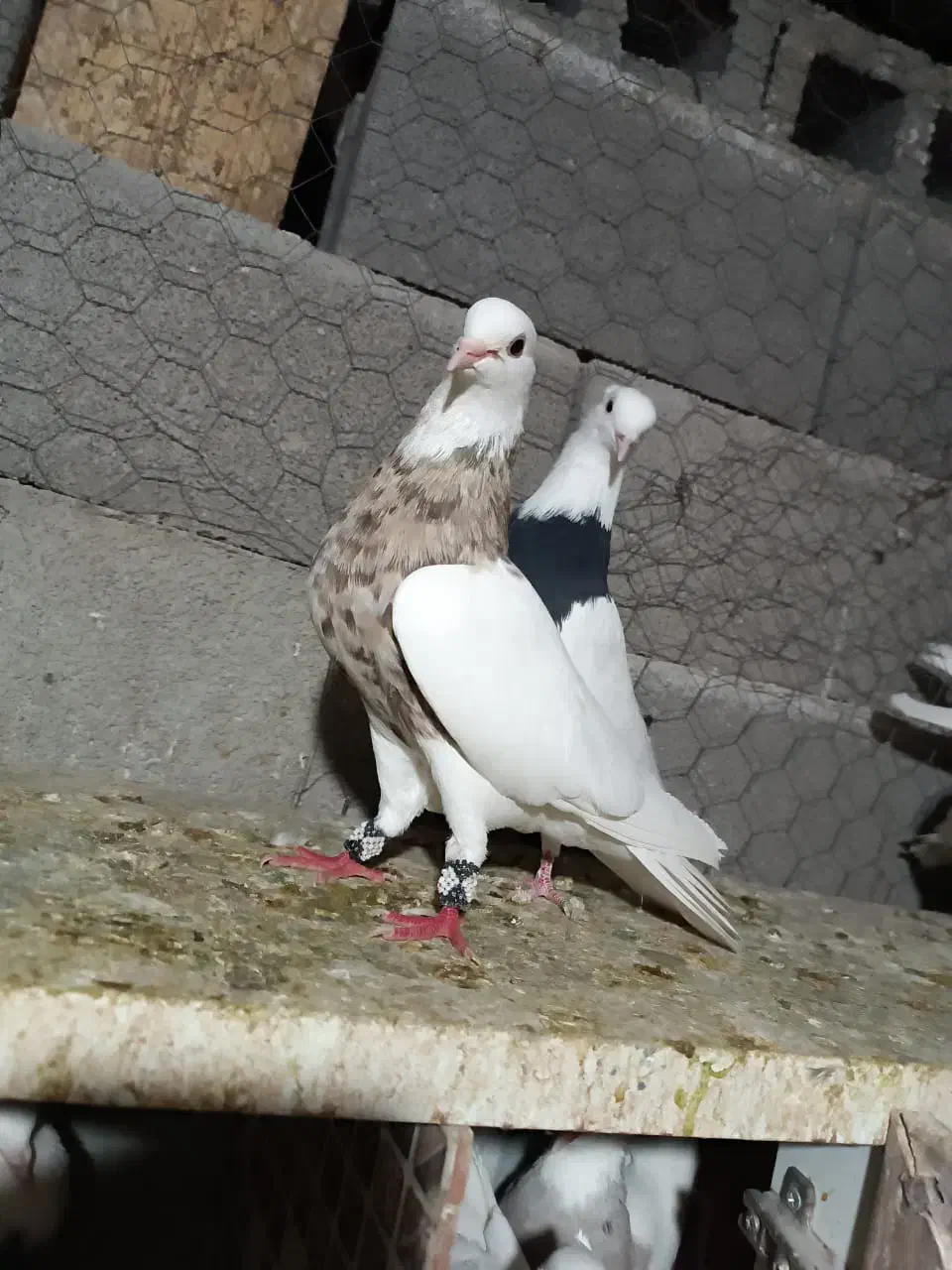 کبوتر طوقی|پرنده|شیراز, حومه شیراز|دیوار